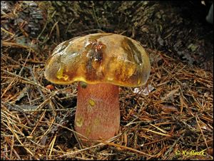 Klikni pro velký obrázek