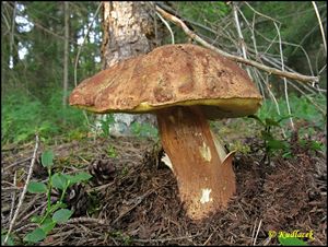 Klikni pro velký obrázek