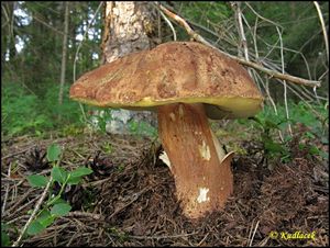 Klikni pro velký obrázek