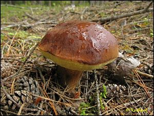 Klikni pro velký obrázek