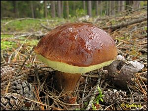 Klikni pro velký obrázek