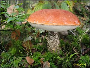 Klikni pro velký obrázek