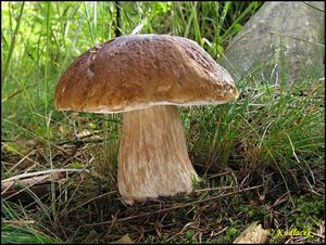 Klikni pro velký obrázek