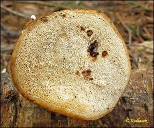 Klikni pro velký obrázek