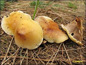 Klikni pro velký obrázek