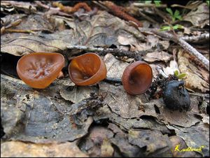 Klikni pro velký obrázek