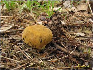 Klikni pro velký obrázek