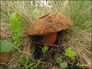 Klikni pro velký obrázek