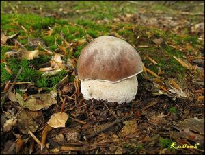 Klikni pro velký obrázek