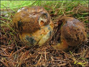 Klikni pro velký obrázek