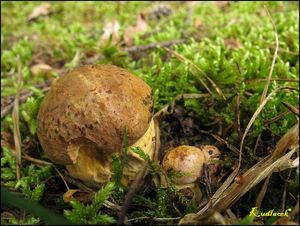 Klikni pro velký obrázek