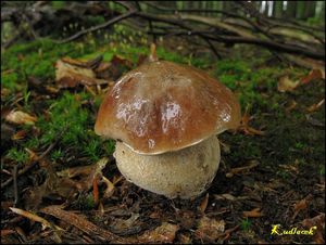 Klikni pro velký obrázek