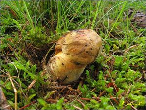 Klikni pro velký obrázek