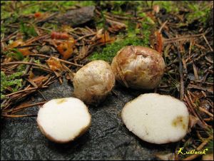 Klikni pro velký obrázek