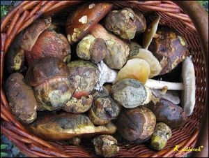 Klikni pro velký obrázek