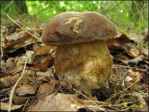 Klikni pro velký obrázek