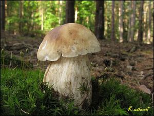 Klikni pro velký obrázek