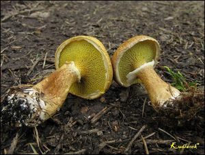 Klikni pro velký obrázek