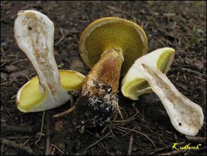 Klikni pro velký obrázek