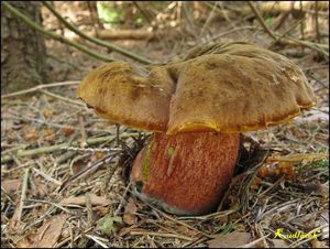 Klikni pro velký obrázek