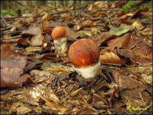 Klikni pro velký obrázek