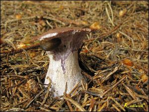 Klikni pro velký obrázek