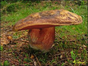 Klikni pro velký obrázek