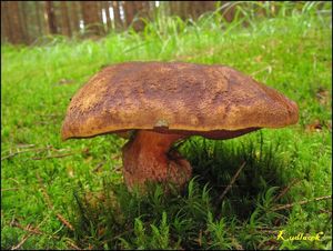 Klikni pro velký obrázek