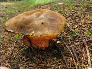 Klikni pro velký obrázek