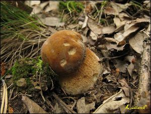 Klikni pro velký obrázek