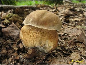 Klikni pro velký obrázek