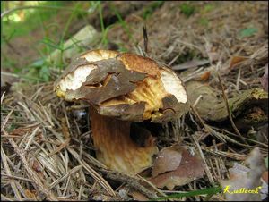 Klikni pro velký obrázek