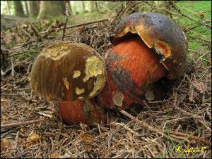 Klikni pro velký obrázek