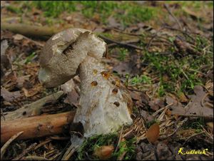 Klikni pro velký obrázek