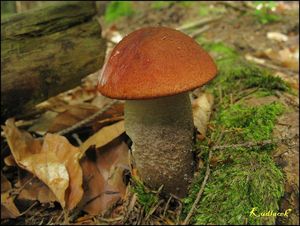 Klikni pro velký obrázek