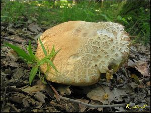 Klikni pro velký obrázek