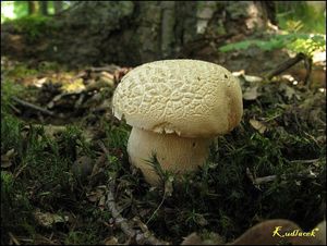 Klikni pro velký obrázek