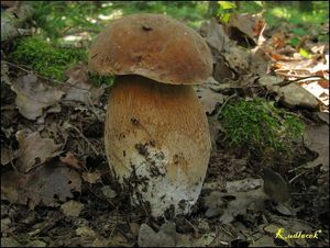 Klikni pro velký obrázek