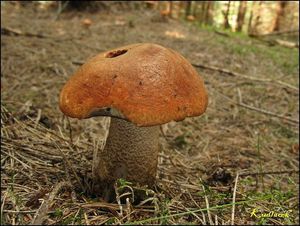 Klikni pro velký obrázek