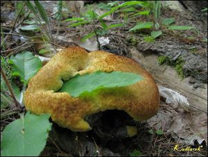 Klikni pro velký obrázek