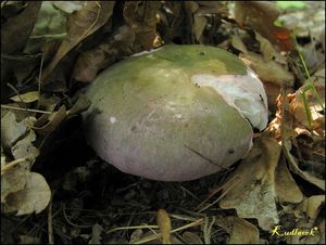 Klikni pro velký obrázek