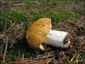 Klikni pro velký obrázek