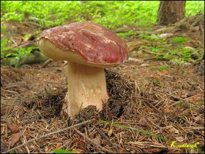 Klikni pro velký obrázek