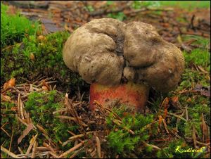 Klikni pro velký obrázek