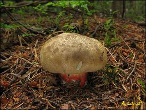 Klikni pro velký obrázek