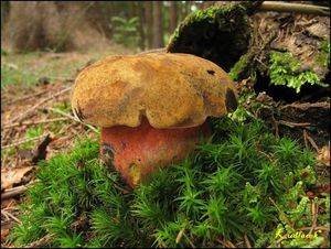 Klikni pro velký obrázek