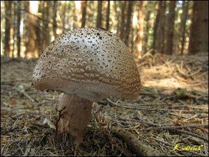 Klikni pro velký obrázek