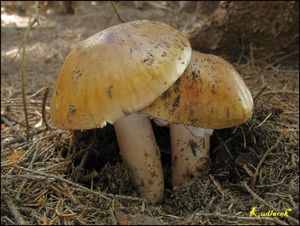 Klikni pro velký obrázek