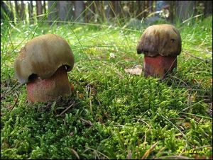 Klikni pro velký obrázek