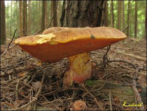 Klikni pro velký obrázek